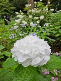 超美！福岡季節限定的紫陽花園