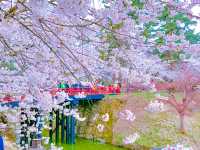 ปราสาทฮิโรซากิ (Hirosaki Castle / 弘前城)