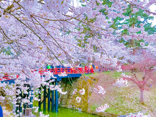 ปราสาทฮิโรซากิ (Hirosaki Castle / 弘前城)