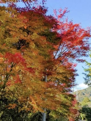 【간사이의 야바케이 카오치 계곡에서 기암과 단풍의 절경 드라이브】