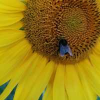 🌻✨ Sunflower Weekend at Kenyon Hall Farm: A Golden Summer Escape
