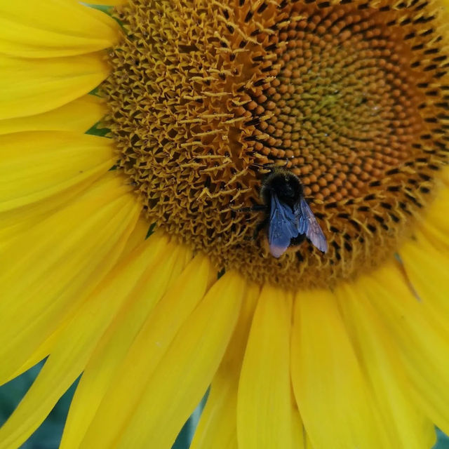 🌻✨ Sunflower Weekend at Kenyon Hall Farm: A Golden Summer Escape