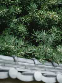 【レトロ建築の美学✨】旧三井倶楽部で優雅な時間旅行を