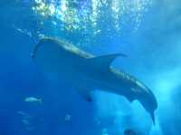 🐠 Dive into Wonder at Okinawa Churaumi Aquarium