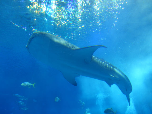 🐠 Dive into Wonder at Okinawa Churaumi Aquarium