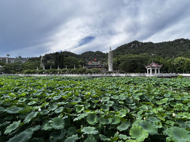 Nanputuo Temple’s Water Lily Garden: Where Buddha Meets Blooms (And Your Soul Finds Zen)"** 🌸🏯  