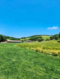 Chill Out With Sheep at Daegwallyeong Sheep Ranch