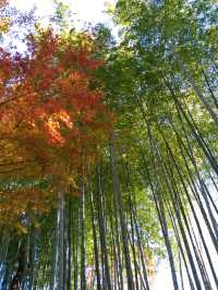 紅葉の修善寺