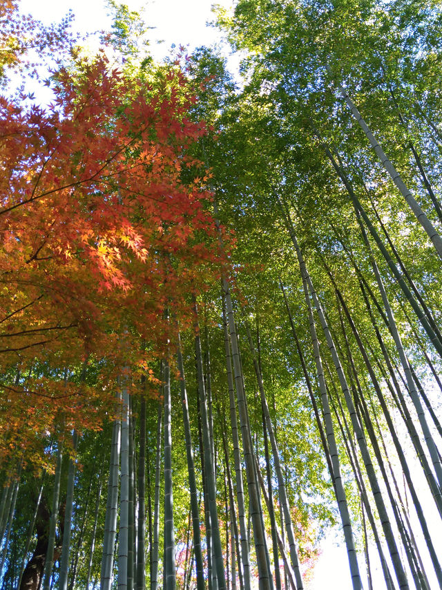 紅葉の修善寺