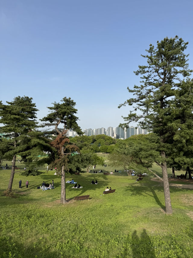 韓妞都愛來這拍「孤獨的樹」🌳 首爾奧林匹克公園全攻略✨