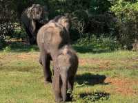 Wild Times at Yala National Park