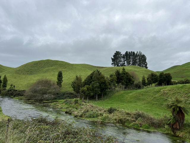 紐西蘭旅遊景點—💦 Blue Springs｜比寶礦力還清澈的湛藍夢幻水源地