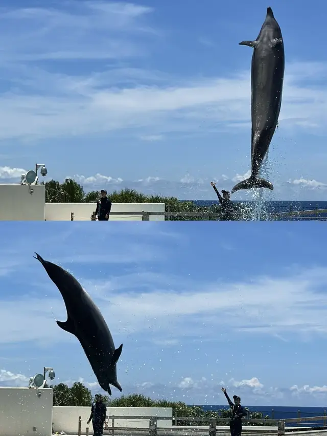 沖繩美麗海水族館🐬
