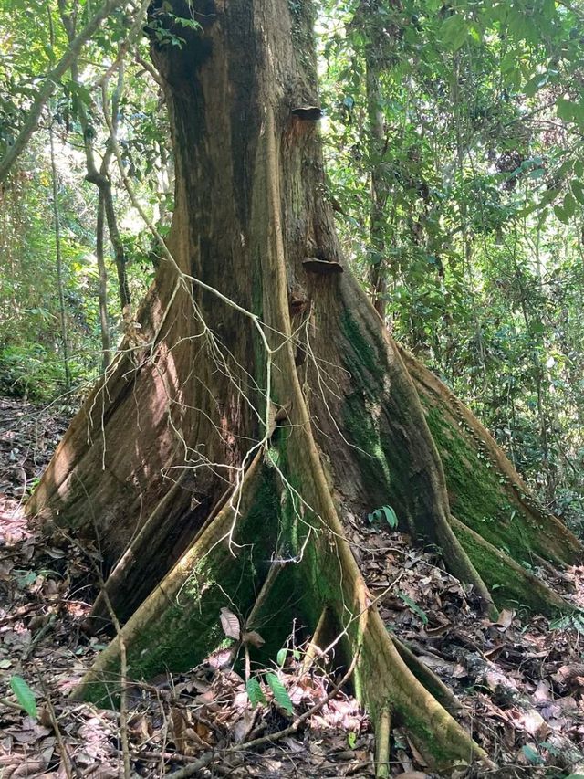 Monkey Business & Jungle Feels