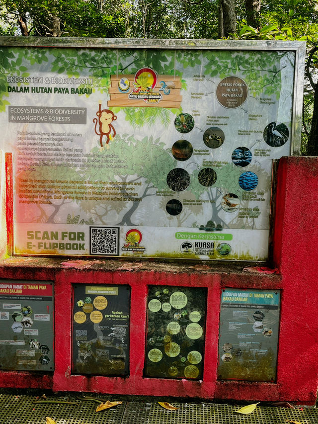 City Mangrove Park – A Perfect Summer Escape into Nature