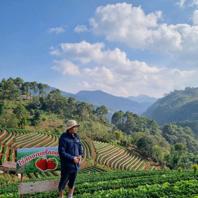 ไร่สตรอว์เบอร์รี่ จังหวัดเชียงใหม่