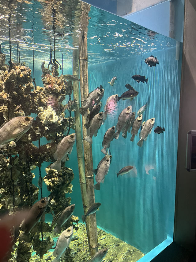仙台うみの杜水族館🪼