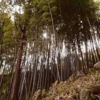 🌿 Secret Kyoto Escape: Sekiho-ji Temple – Fushimi Inari’s Quiet Neighbor