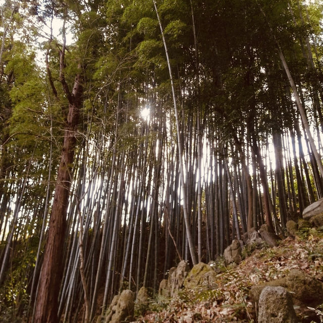 🌿 Secret Kyoto Escape: Sekiho-ji Temple – Fushimi Inari’s Quiet Neighbor