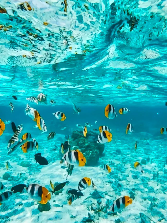 🌴 Fiji Travel Guide | Your Perfect Summer Escape Awaits 🌴
