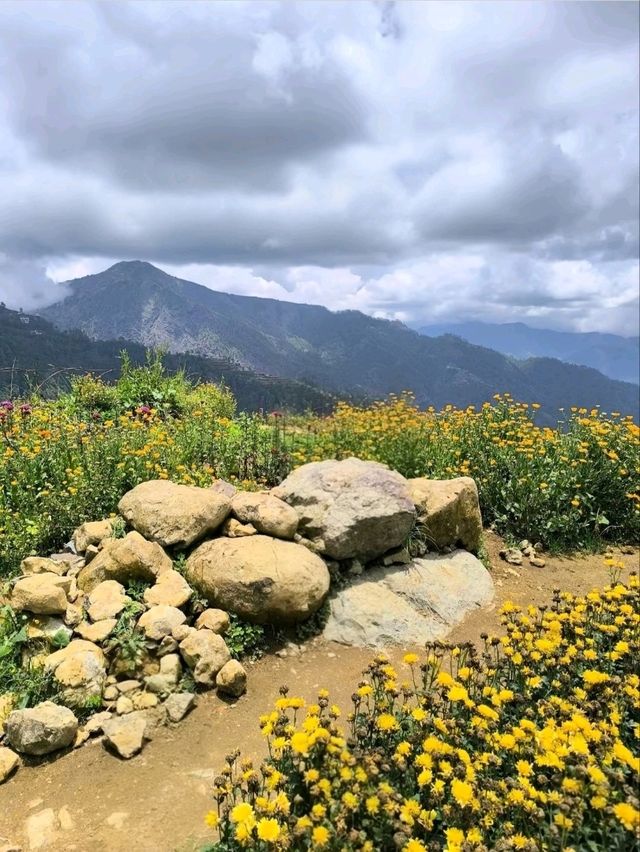 Flower Hills in the North: Northern Blossom Farm