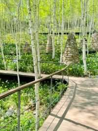 Whispers of Nature: A Walk Through Hwadam Forest