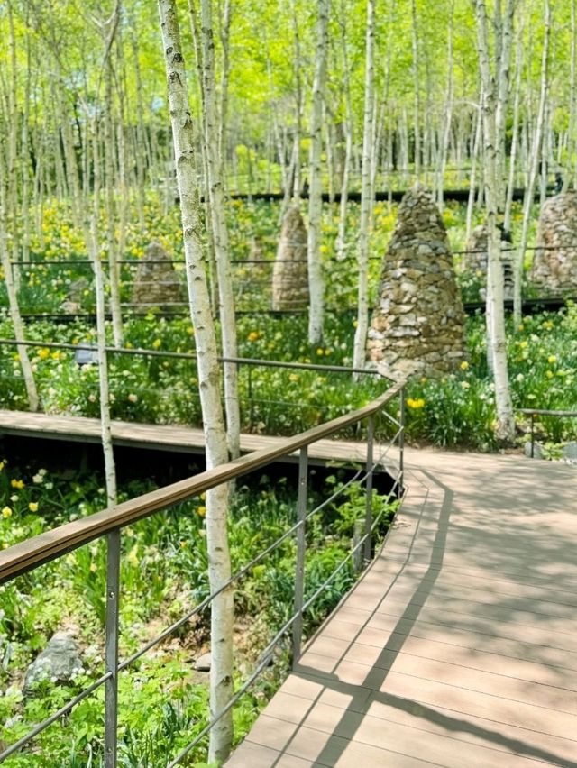 Whispers of Nature: A Walk Through Hwadam Forest