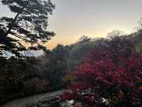 제천 리솜 포레스트