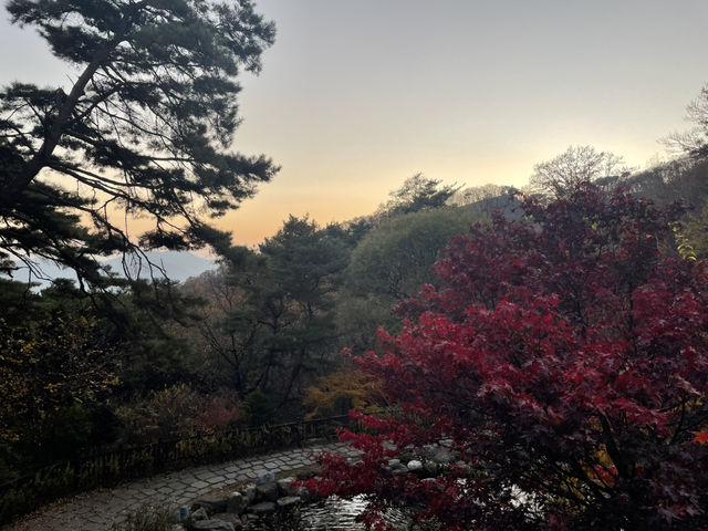 제천 리솜 포레스트