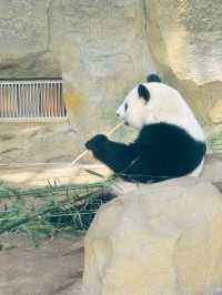 CHENGDU PANDA BASE · MEET CHINA’S LIVING NATIONAL TREASURES