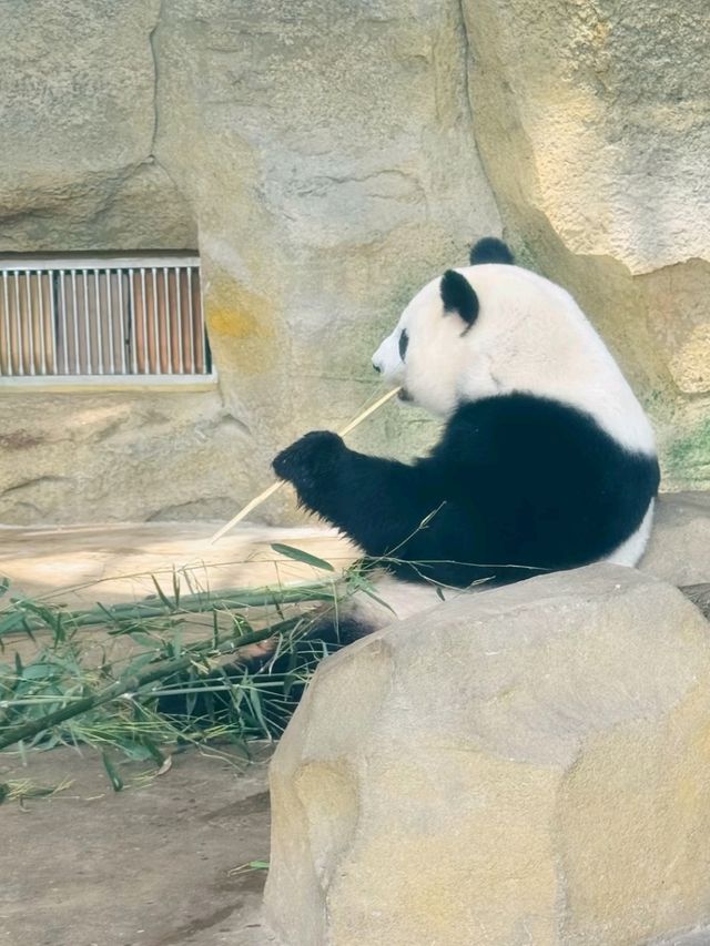 CHENGDU PANDA BASE · MEET CHINA’S LIVING NATIONAL TREASURES