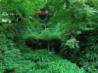 【大原三千院】山里に佇む癒しの寺🍃静寂と緑に包まれる“心の旅”