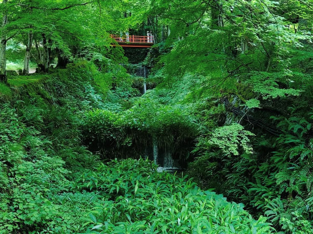 【大原三千院】山里に佇む癒しの寺🍃静寂と緑に包まれる“心の旅”