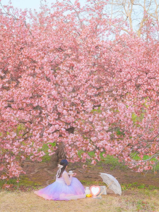 내가 사랑한 경주의 봄🌸❤️