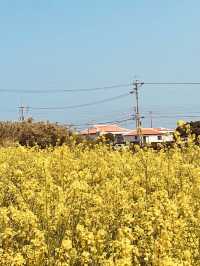 Scenic Views of the Ocean and Surrounding Landscape