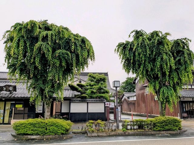 彥根 | 夢京橋城堡路，走訪江戶風情的彥根城下町