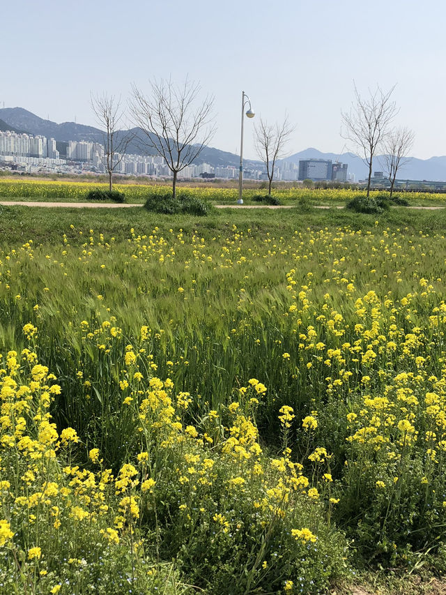 🌼 노란 봄바람 가득, 대저생태공원 유채꽃축제