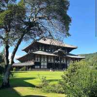 Nara Deer Park – Nara📍 Destination: Nara, Japan💴 Budget: Free park access + ~$2 for deer crackers
