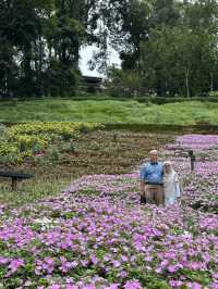 🌸🏞️ ดอยตุง เชียงราย – ธรรมชาติ งดงาม และอบอุ่นใจ