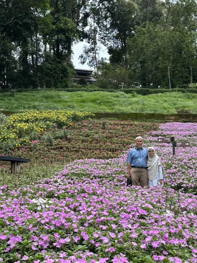 🌸🏞️ ดอยตุง เชียงราย – ธรรมชาติ งดงาม และอบอุ่นใจ