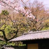 文京・関口 神田川沿いの桜を狙う — 撮影ポイント＆ランチガイド