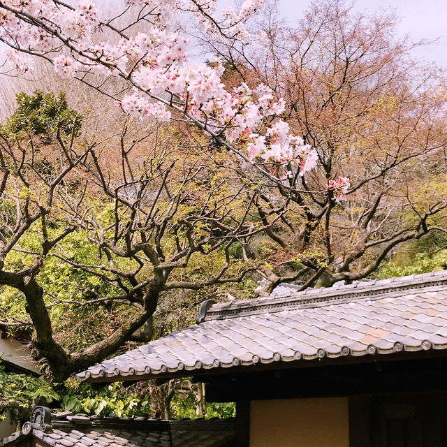 文京・関口 神田川沿いの桜を狙う — 撮影ポイント＆ランチガイド