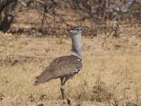🐘 짐바브웨 여행 – 사파리와 모험