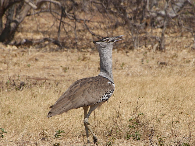🐘 짐바브웨 여행 – 사파리와 모험