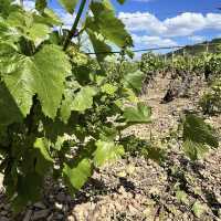  Roche de Solutré – A Cliffside Icon of Burgundy