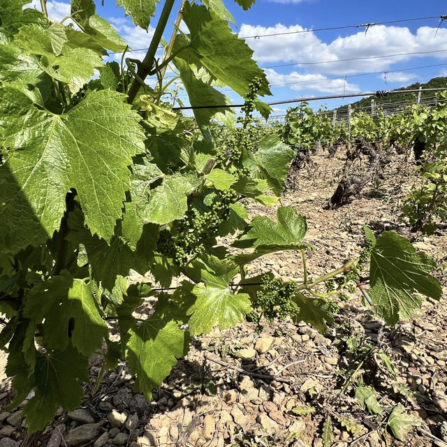  Roche de Solutré – A Cliffside Icon of Burgundy