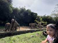 TikTok doesn’t help much. Let me make your life easier when visiting Taman Safari Bogor.