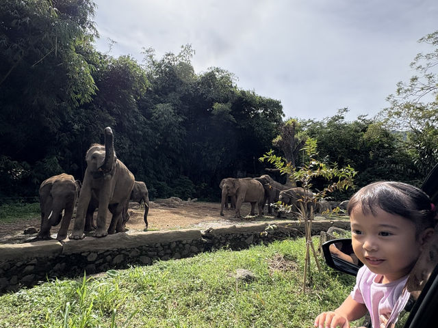 TikTok doesn’t help much. Let me make your life easier when visiting Taman Safari Bogor.