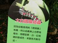 🌲 東勢林場 - 台中森林療癒系遊樂區
