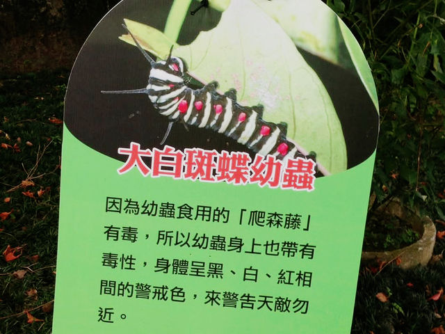 🌲 東勢林場 - 台中森林療癒系遊樂區